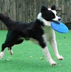 Dog Frisbee Interactive Toy Special Outdoor Frisbee Floating Bite Resistant Retrieval Training Pet Frisbee