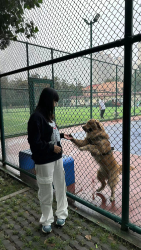 CVC棉面食毛华棉复合/牛奶丝300克银狐绒400克前 印花圆领卫衣女