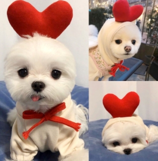 Fruit transformed into dogs, cats, small and medium-sized dogs, autumn and winter sweatshirts, fleece clothes and supplies, pets, Teddy Fat