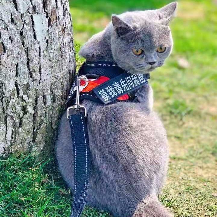 Cat walking rope cat traction rope special cat rope strap collar to prevent vest type cat chain rabbit