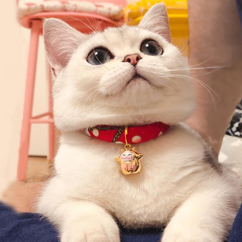 Dog and cat collar