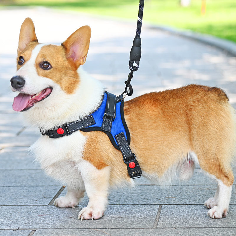 Large leash doggie doggie doggie