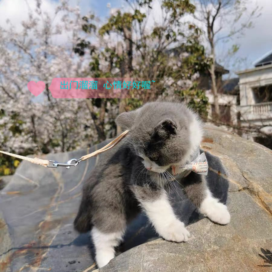 Cat traction rope kitten out rope super small anti break adjustable kitten rope kitten products pet products