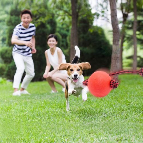 Pet dog toy ball horse biting dog elastic ball dog training equipment