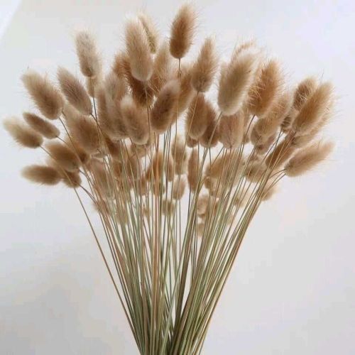 Yunnan natural rabbit tail grass interior decoration living room furnishings natural dried flowers bunch of dried grass shooting props creativity