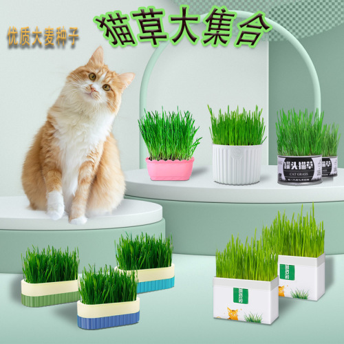 Wholesale cat grass, wheat seeds, hydroponic boxes, potted plants, ready-to-eat hair removal tablets, catnip snacks, cat supplies