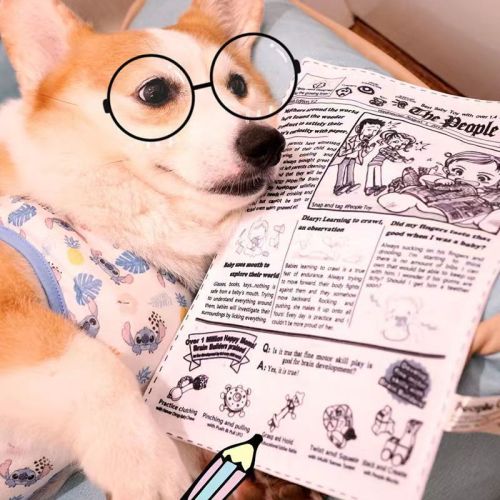 Pet dog toy resistant to chewing and molaring, self-pleasure and boredom relief artifact, sound newspaper toy