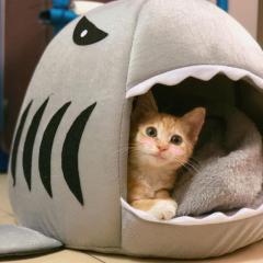 Cat House Shark Removable and Washable Four Seasons Internet Celebrity Cat House Cat House Closed Dog House House Summer Cat Supplies