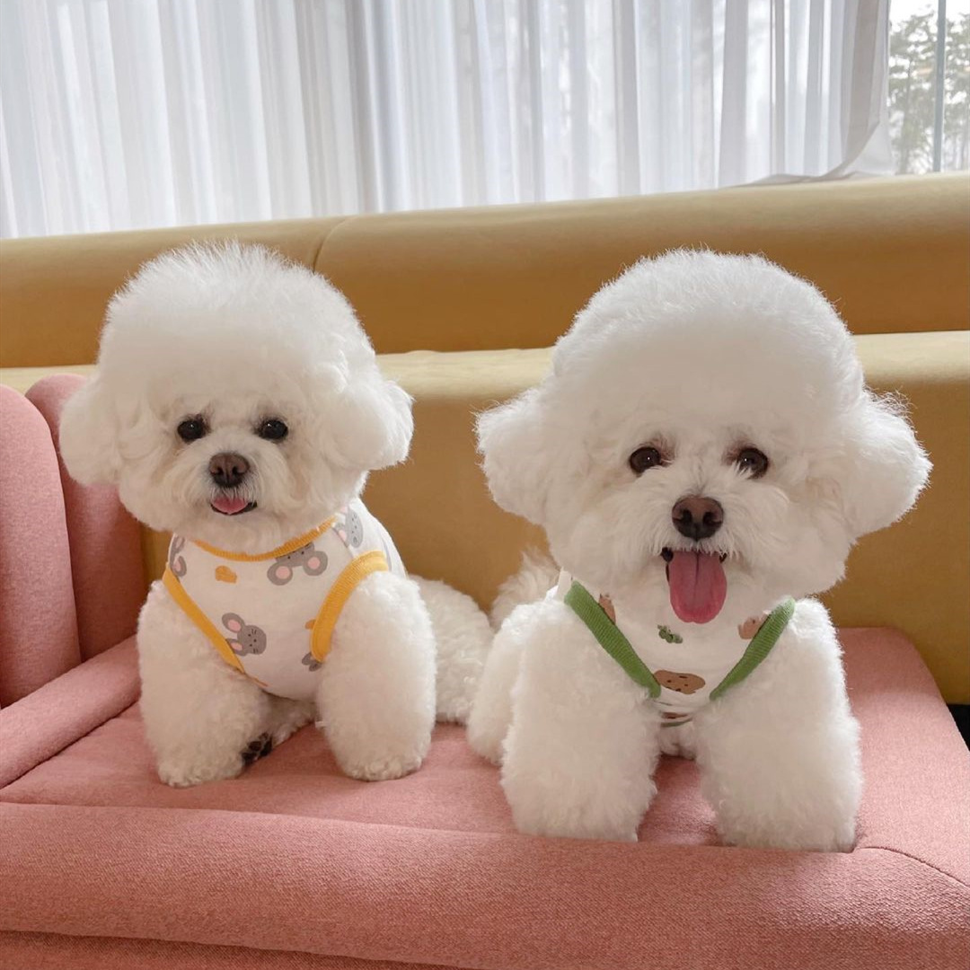Autumn new pet Bichon dog clothes Teddy Schnauzer Pomeranian Poodle small dog German velvet cotton vest