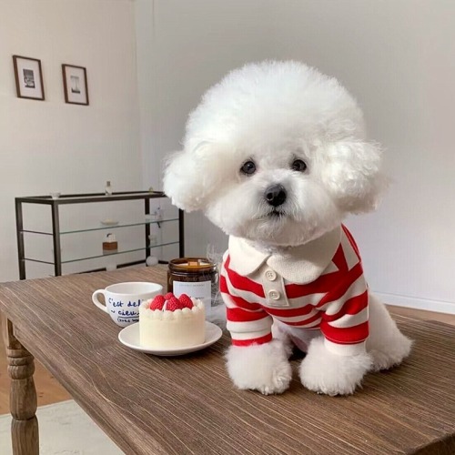 Dog Short Sleeve Summer Thin Breathable Matcha Casual Striped Round Neck Pet T-Shirt Teddy Fighting Dog Clothes Short Sleeve