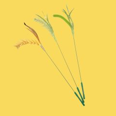 Love bird, dog tail grass teasing cat stick handheld long rod wire flexible bite and self-restrained cat toy