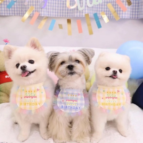 INS new Korean cute birthday embroidered dog bib pet cat dog bib saliva towel