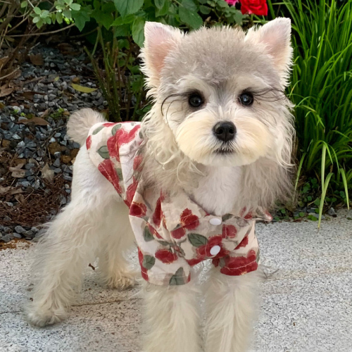 Dog clothes Summer holiday beach style shirt Schnauzer Teddy bear small puppy pet cat clothing